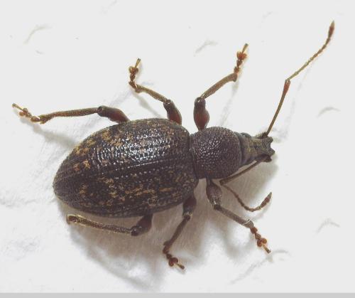 Réf. 341 349 : Otiorhynchus aurifer